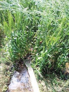 Sarsatia