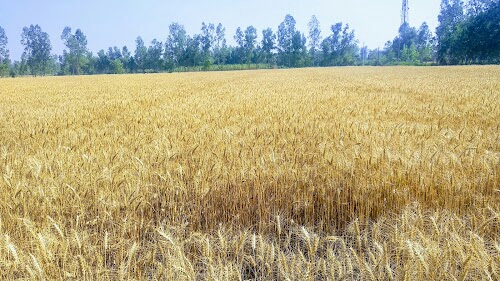 Gordhanpur