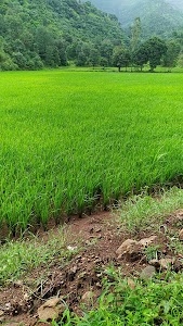 Indore
