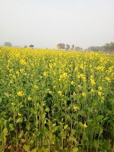 Sonwara