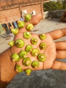Sabji Mandi Rajatalab