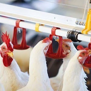 MK poultry feeds and chicks centre