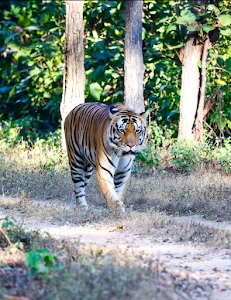 Kanha National park safari booking