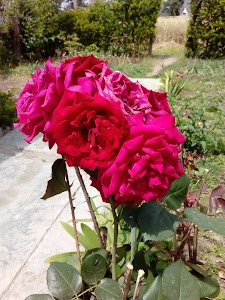 Lunj