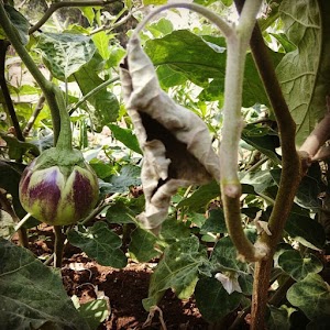 Nature's Chef