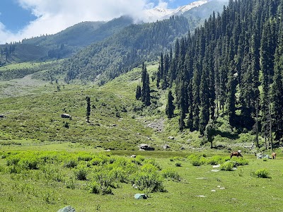Horse grazing ranch