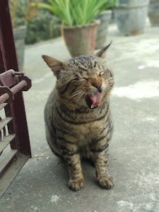 Dabhaura