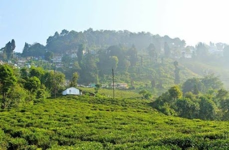 Puttabong Tea Estate