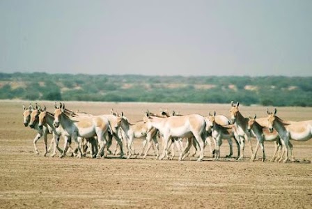 Little Rann Of Kutch - Wild Ass Sanctuary