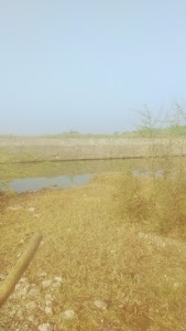 Thasa