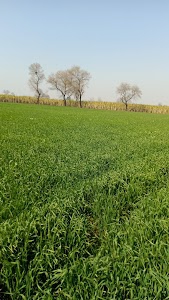 JAAT LAND BADHI