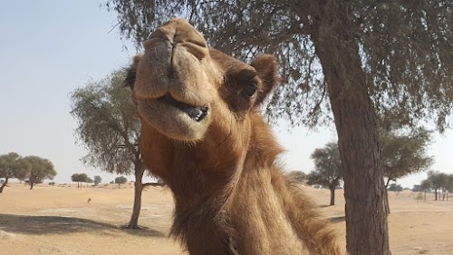 Al Khawaneej