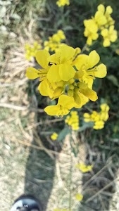 Baan