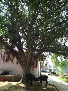 Big Tree