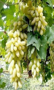 Jassar
