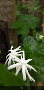 Duligaon