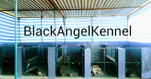 Black Angel Kennel