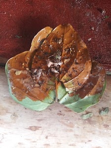 Anil Pan Bhander