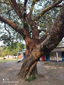 Ghugumari