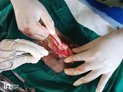 AMARENDRA VETERINARY CLINIC - HOME BLOOD COLLECTION