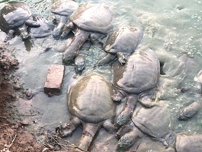 Tortoies Reserve Area
