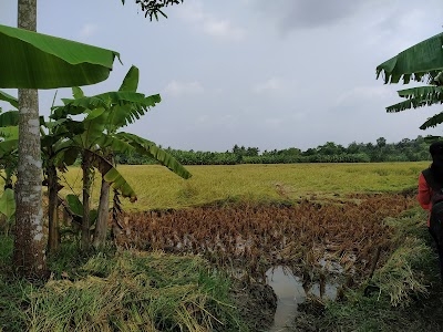 Harinavi
