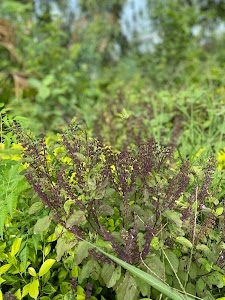 Partap nursery