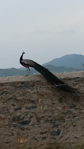Kasindra