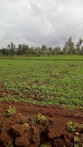 Virpur