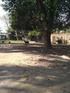 Arabpur Badam Tala