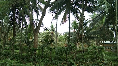 Coconut Farm