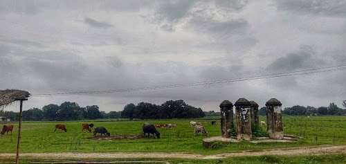 Sabodhana Basirpur