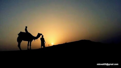 Camel Safari, Panseri