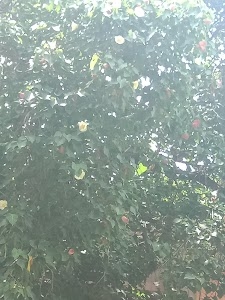 Bamangam