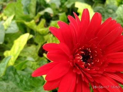 Flower Green House
