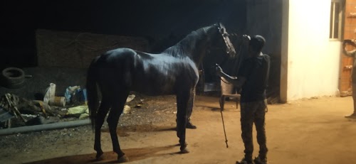 Bhayla Stud Farm