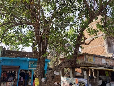 Palojori