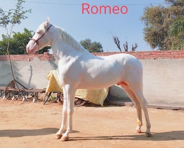 Randhawa stud farm