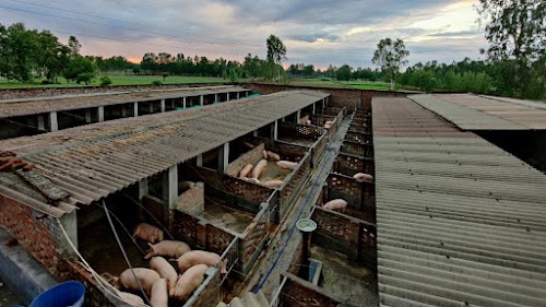 Vikas Live Stock (Pig Farm And Dairy)