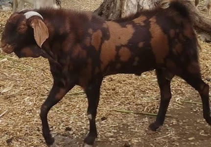 Goat form House ?
