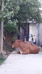 Khodsama