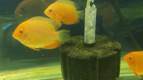 Molly Aquarium