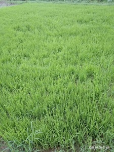 Singhpur