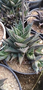 Nishal Nursery