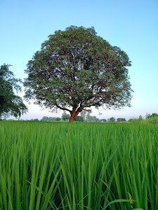 Mahuwa