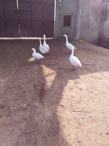 Patel Hotel And Patel Krishi Seva Kendra