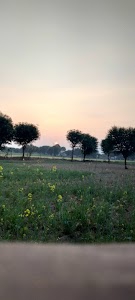 Naya Bas