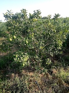 Rambas