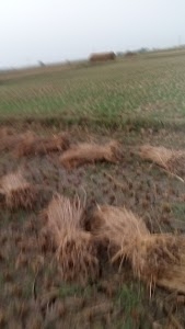 PADAARTH PUR