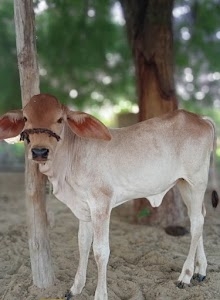Doothwa